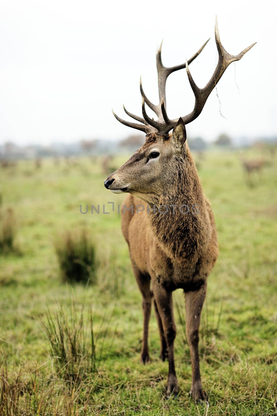 majestic deer in nature in autumn