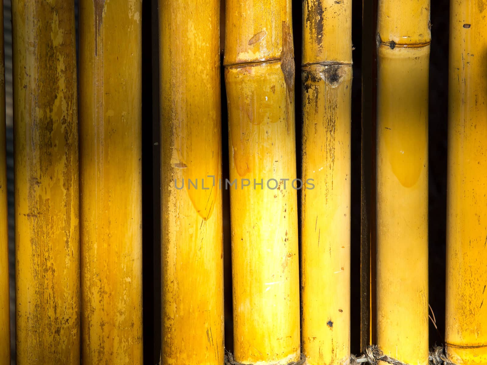 bamboo fence by nevenm