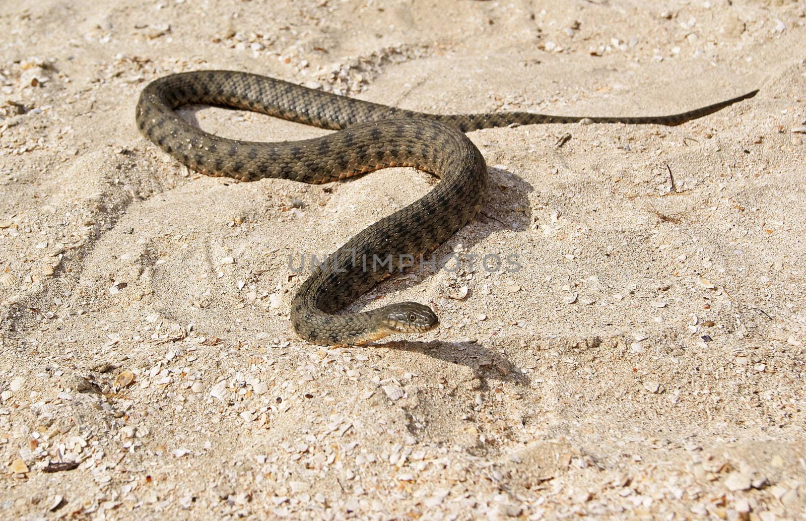 A snake is slithering on shelly sand on the beach