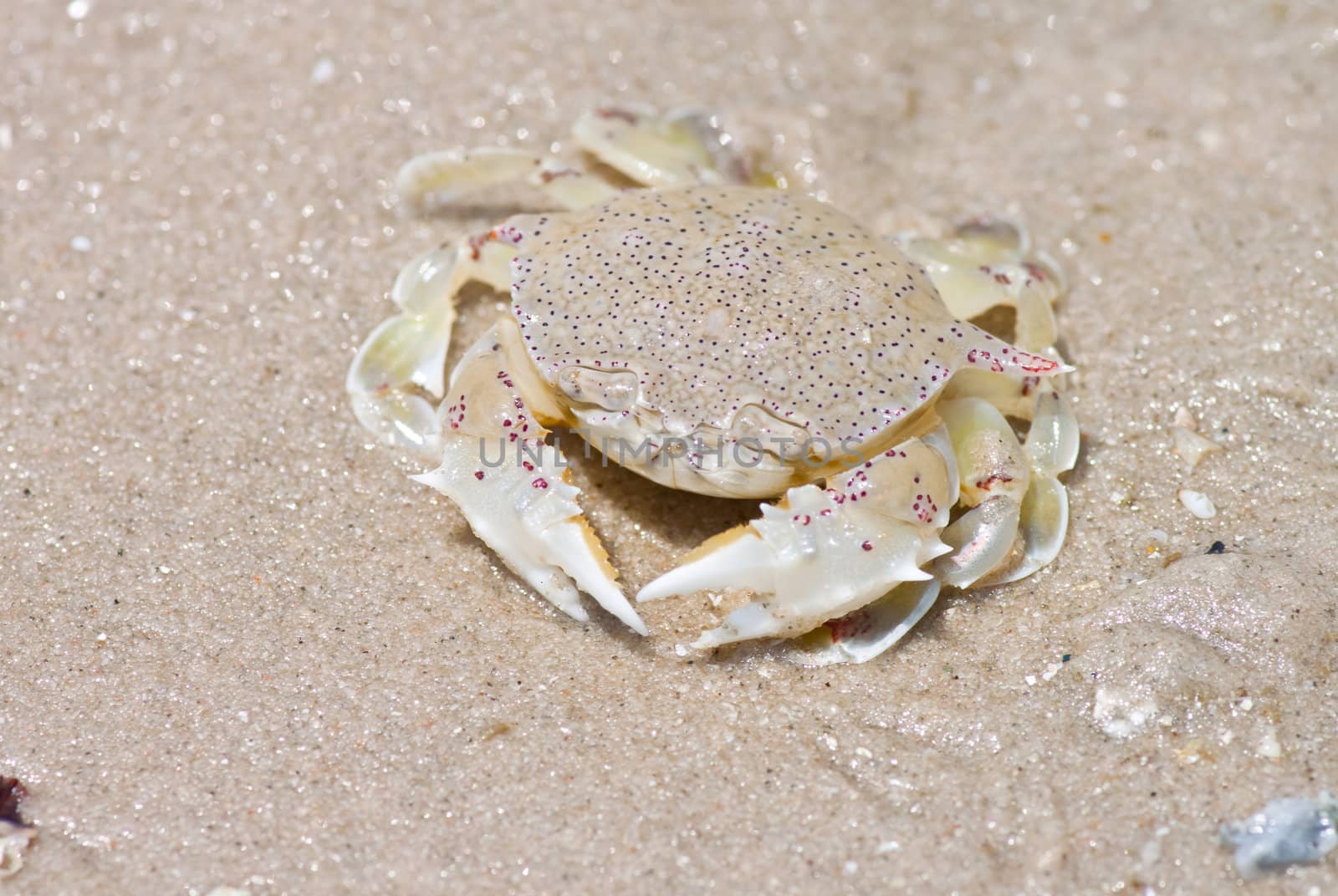 crab on the sand