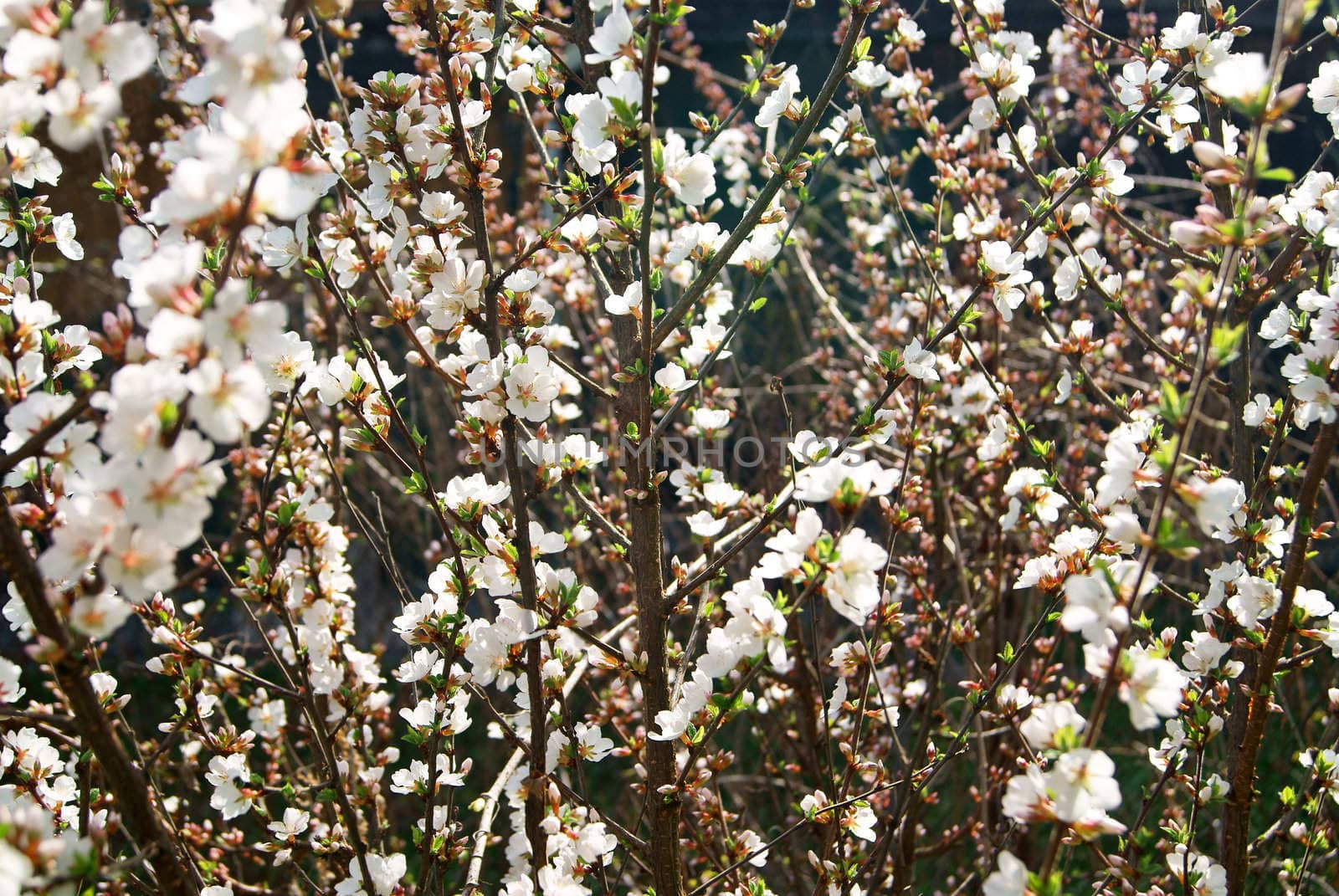 Front view on of cherry blossom flowers in spring