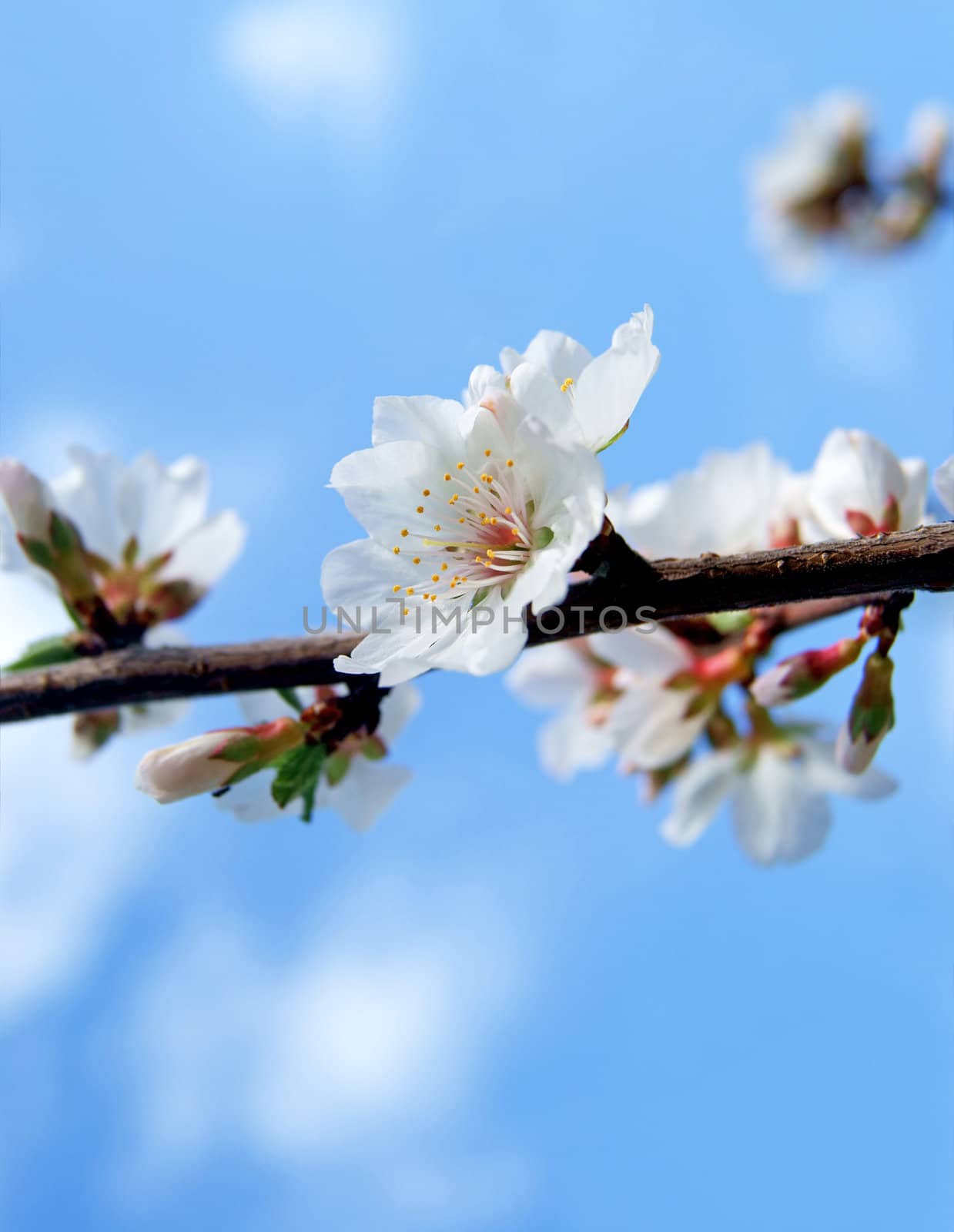 Close up of cherry blossom flower on a branch on clear blue sky