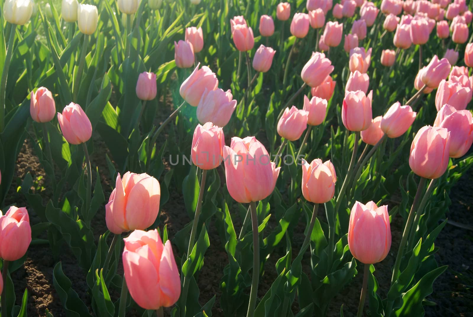 A field of beautiful pink tulips in spring in the garden