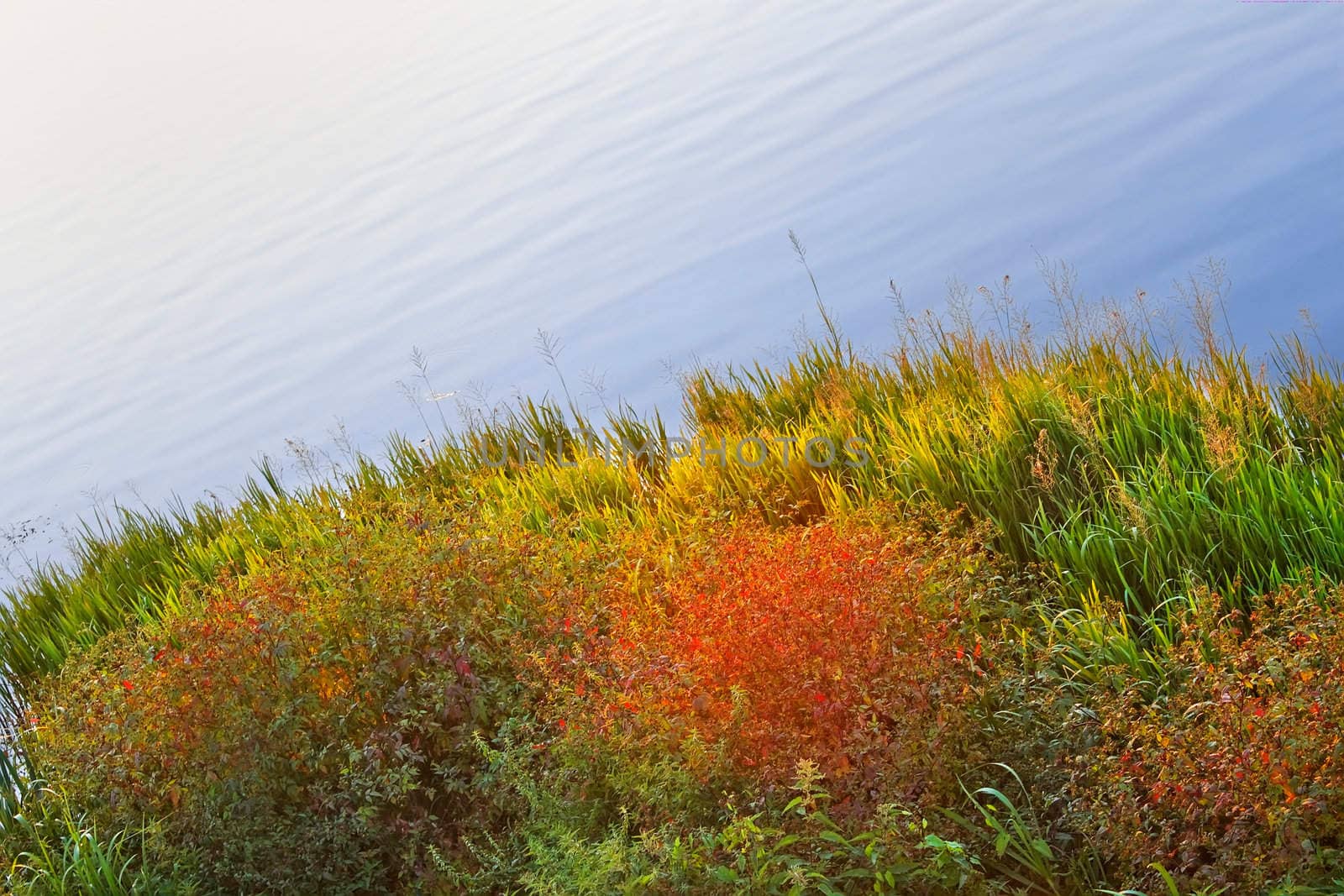Colourful coastal plants at reservoir in autumn evening time