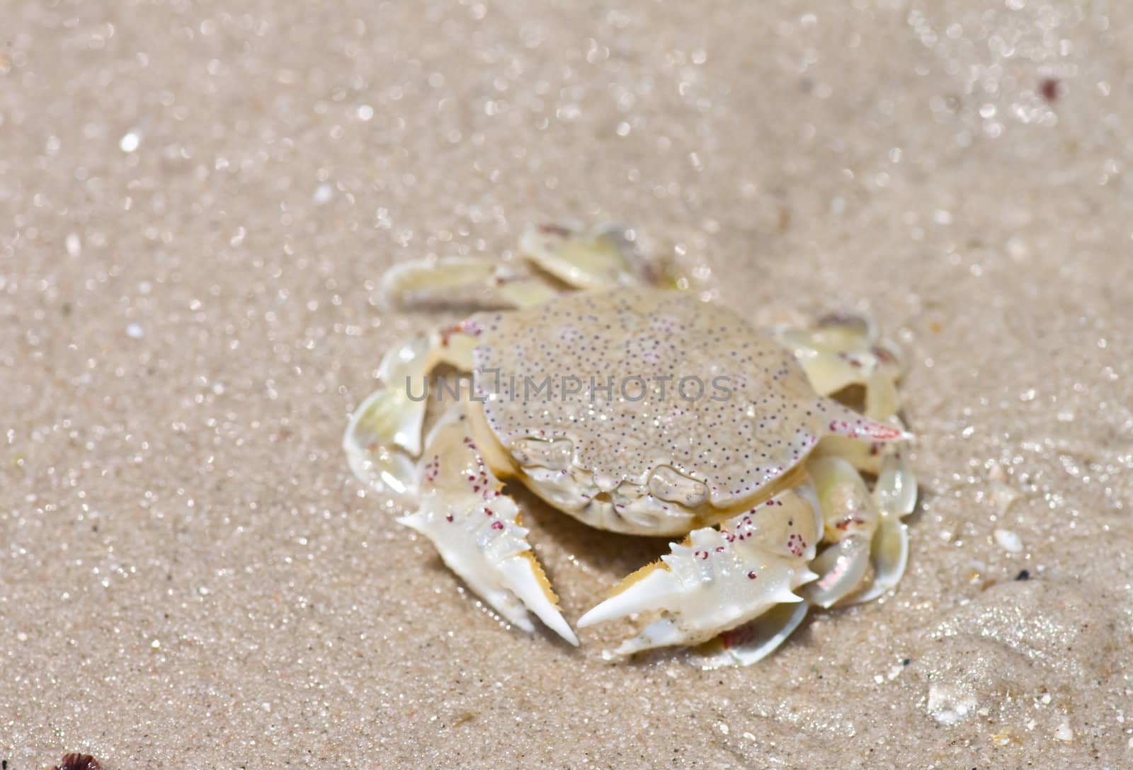 crab on the sand