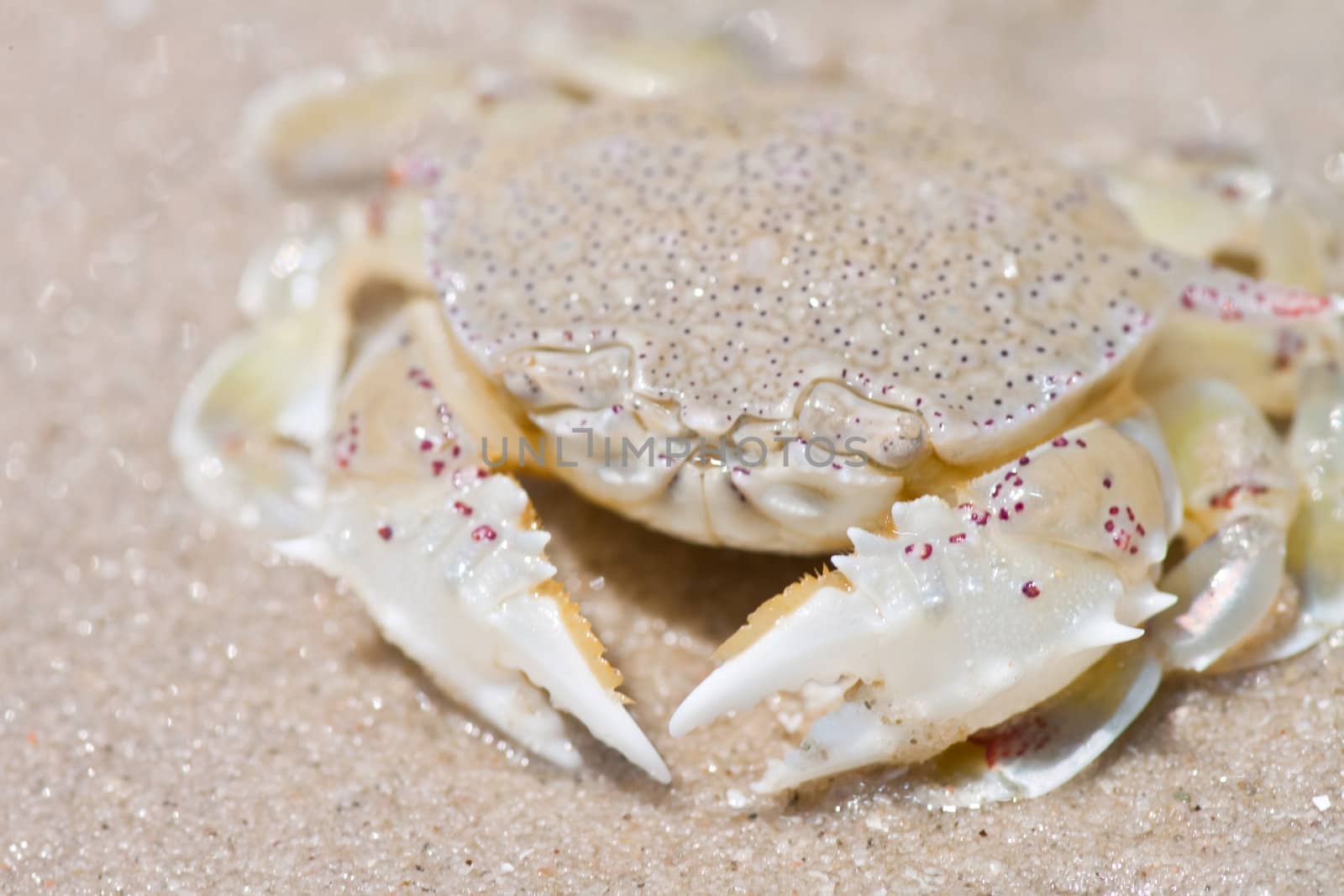 crab on the sand