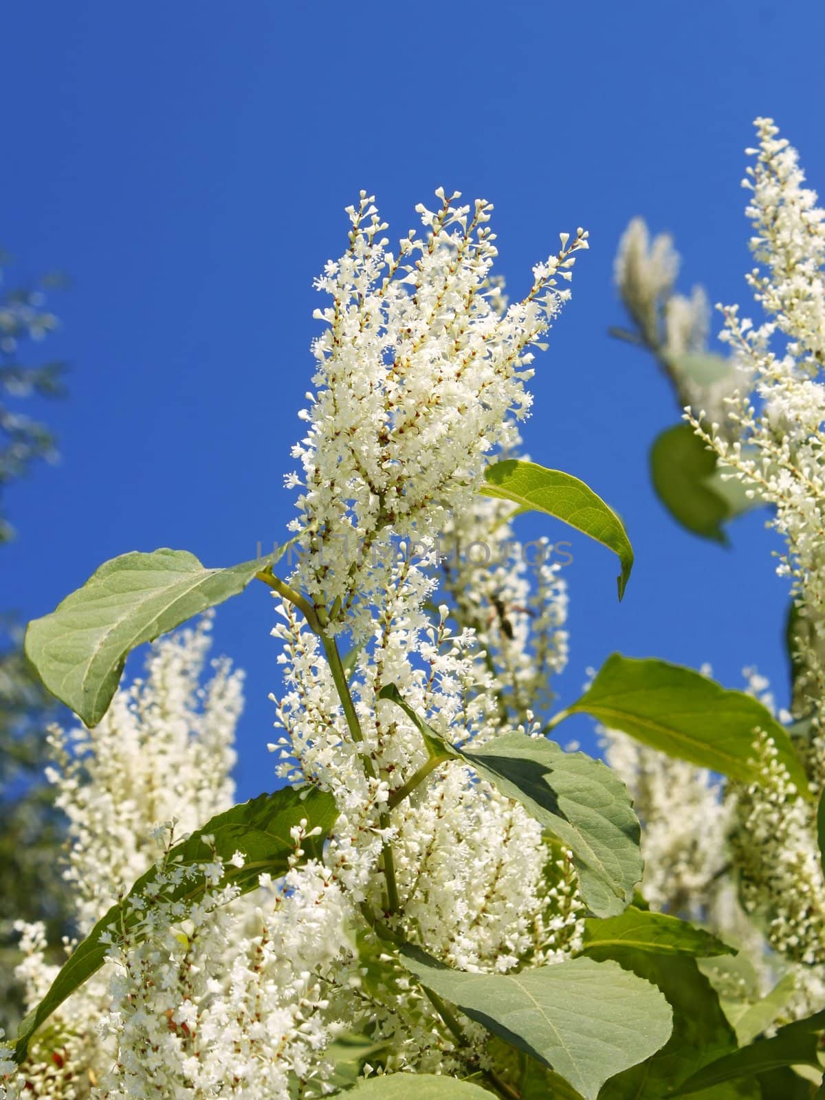 Inflorescences of plant with small white flowers in autumn