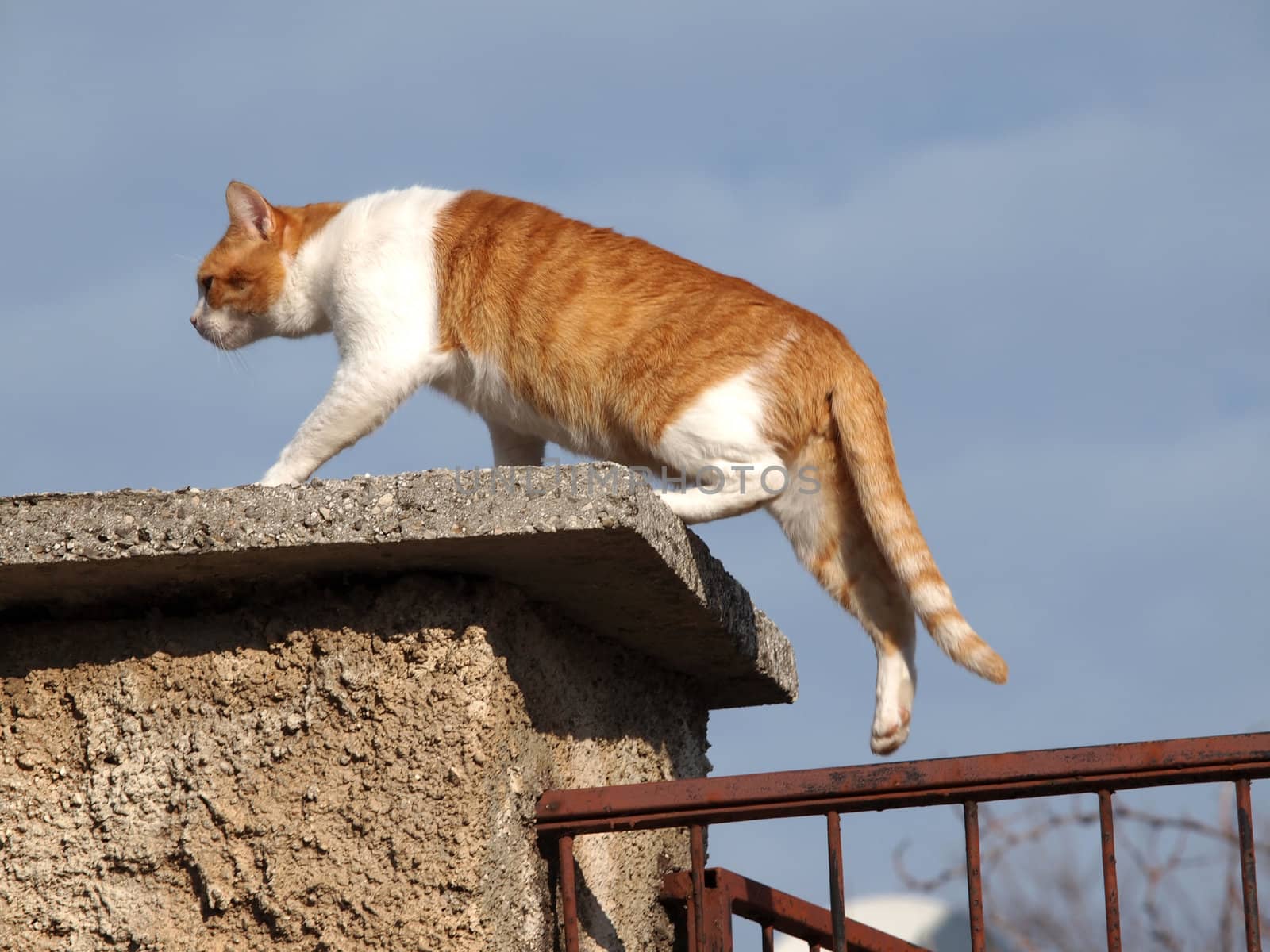 cat walking and balancing on the fence       