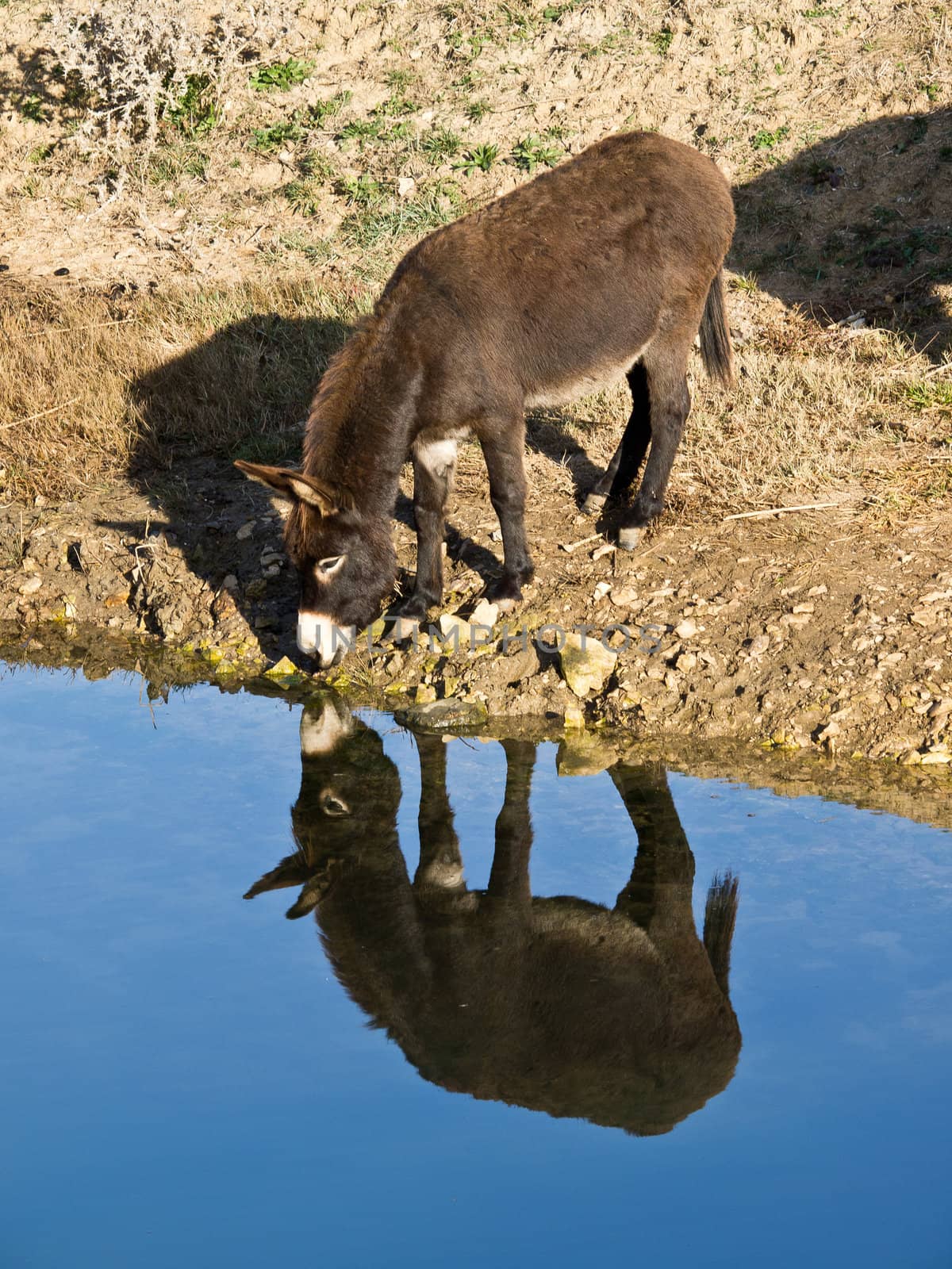 donkey drinking water on the river
