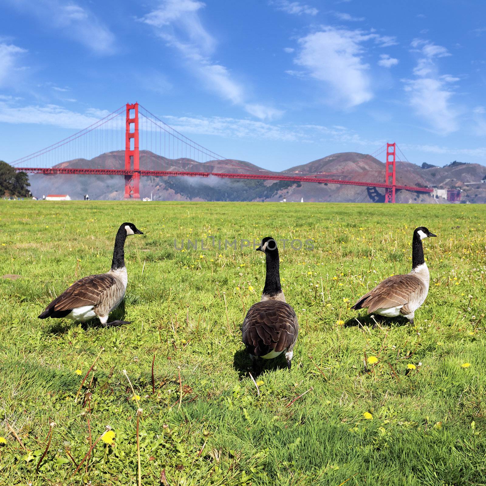 view of gooses and Golden Gate Bridge, San Francisco 