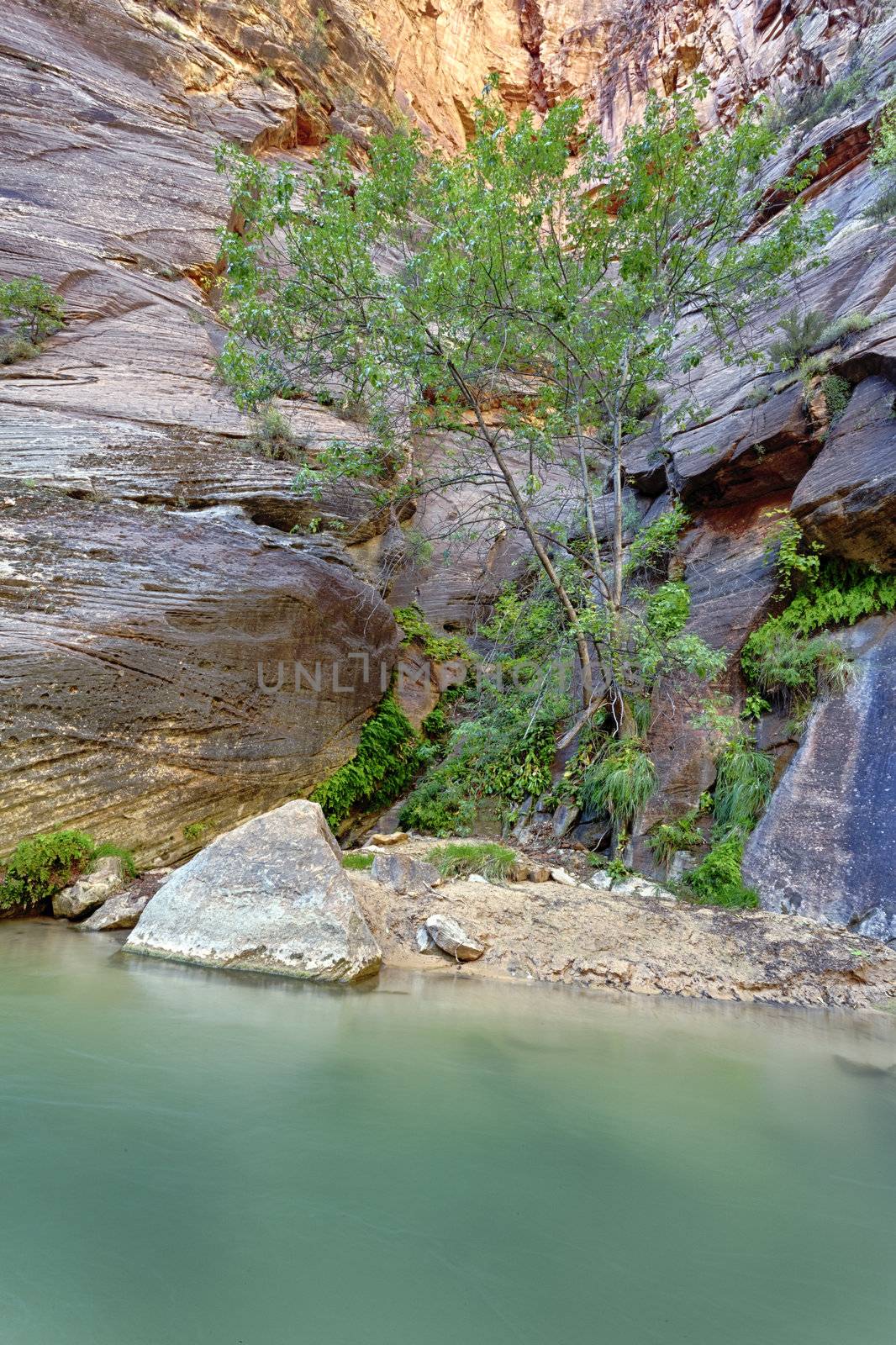 the Virgin River Narrows in Zion National Park - Utah 