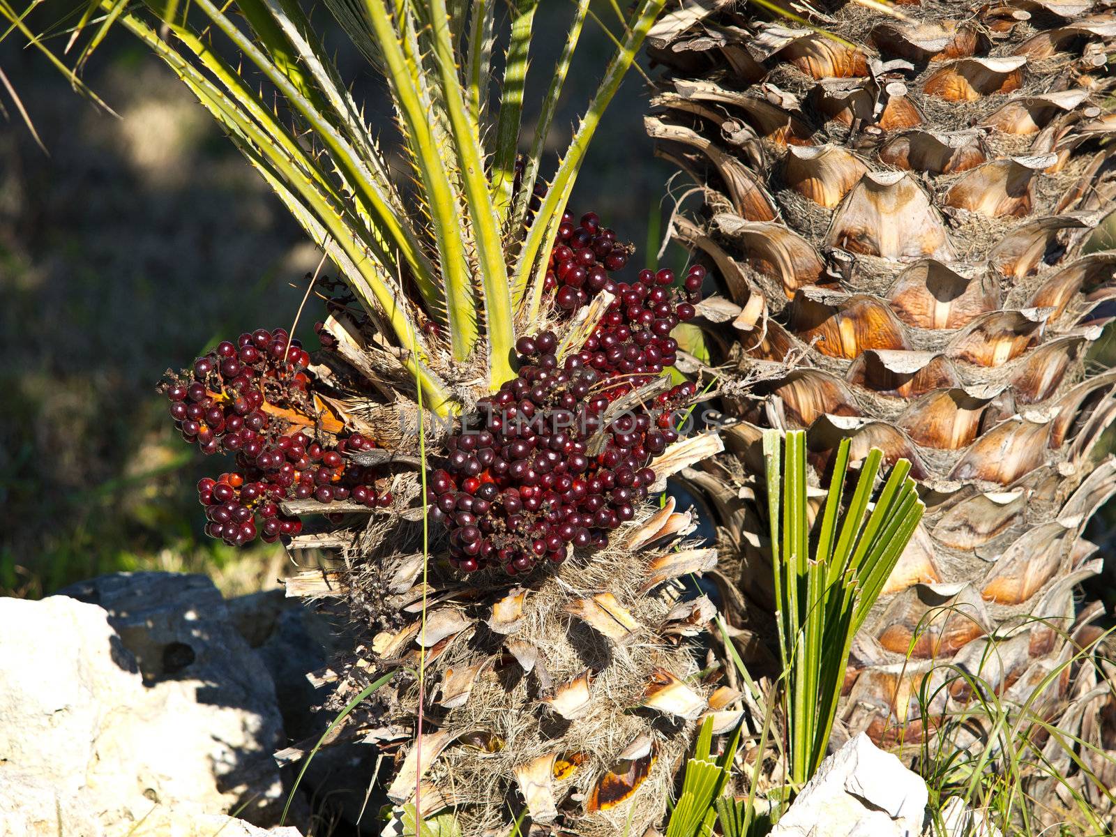  red and black palm seeds on a palm tree
