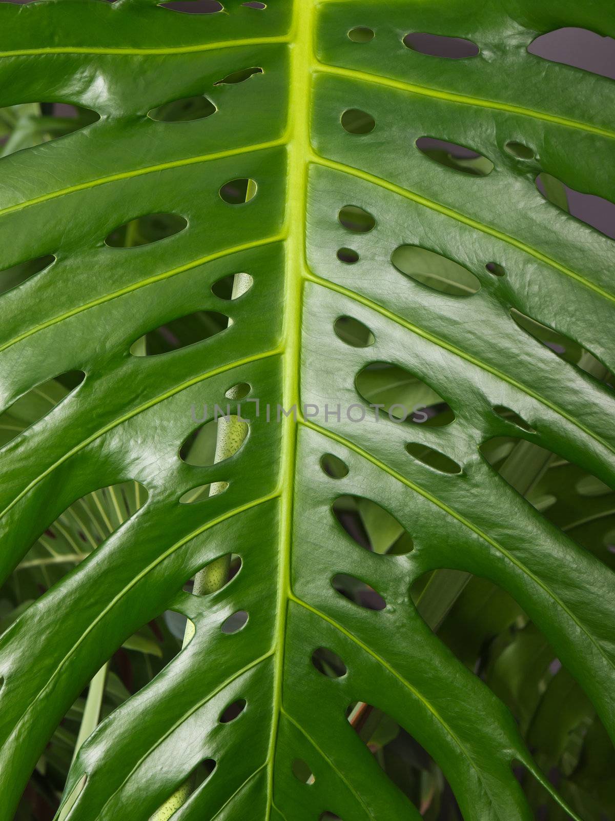 leaf of the plant philodendron