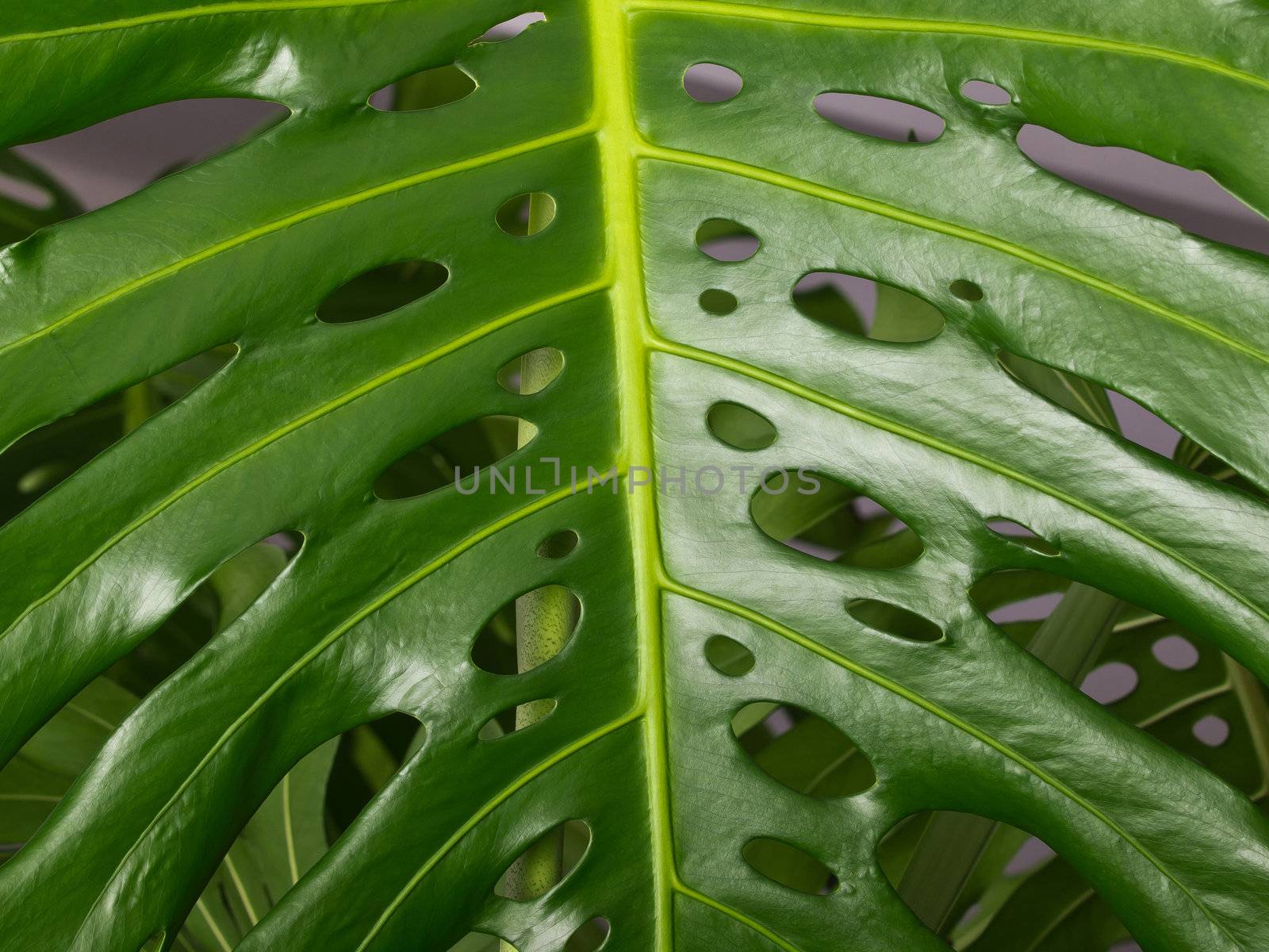 leaf of the plant by nevenm