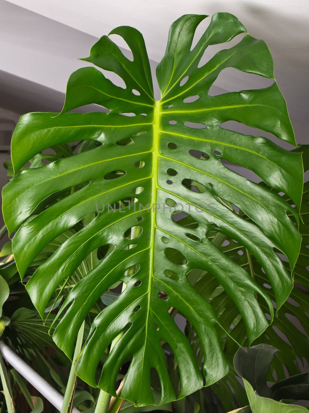 leaf of philodendron plant inside the room 