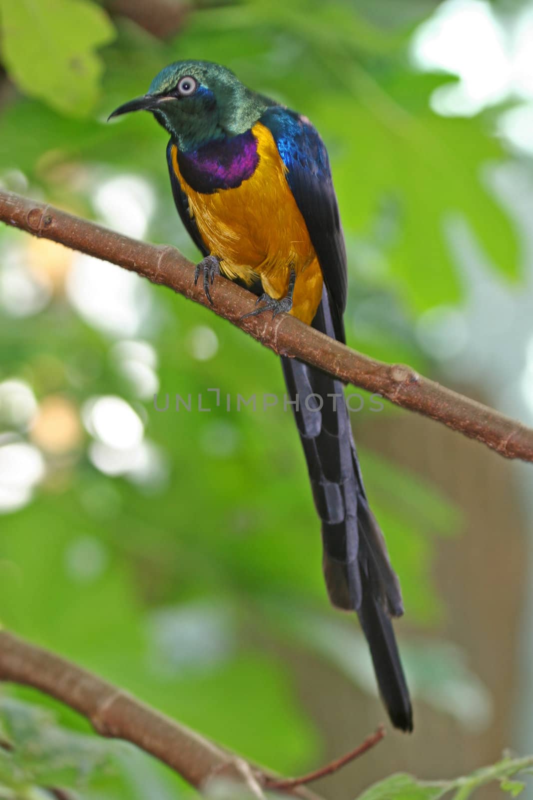 Golden Breasted Starling (Cosmopsarus regius)