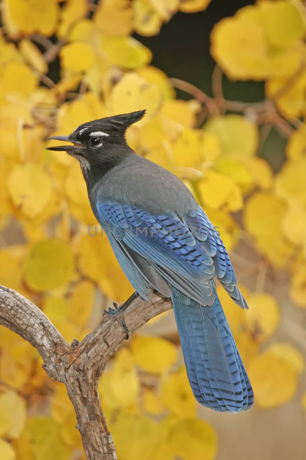 Steller's Jay (Cyanocitta stelleri) sitting on a tree