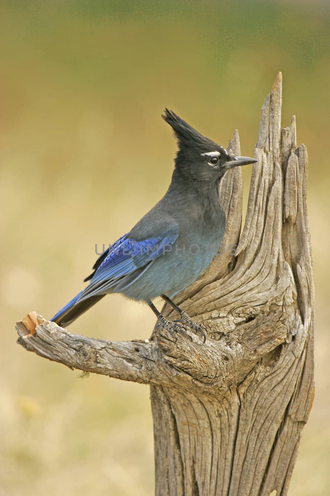 Steller's Jay (Cyanocitta stelleri) sitting on a tree by donya_nedomam