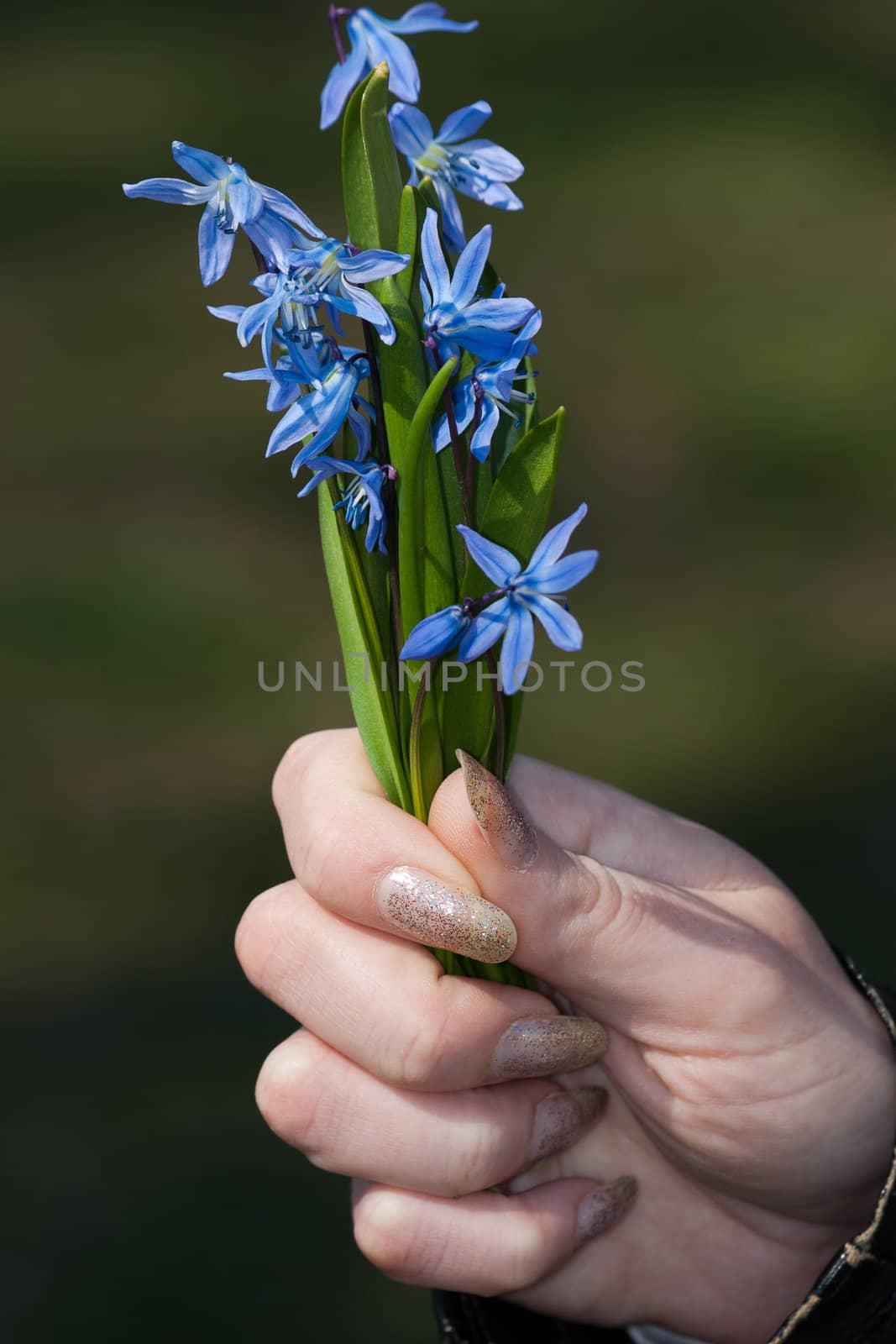 Blue spring flowers Scilla in womens hand