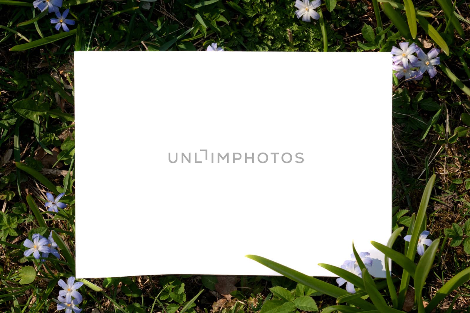A white sheet of paper in a green grass