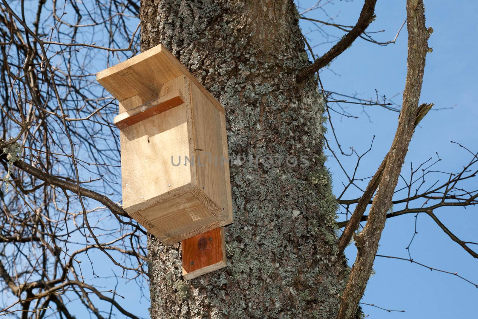 Bird House on a Tree in a sunny spring day