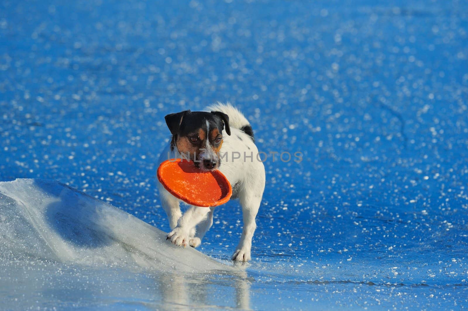 Jack Russell terrier playing with flying disc on the sea ice