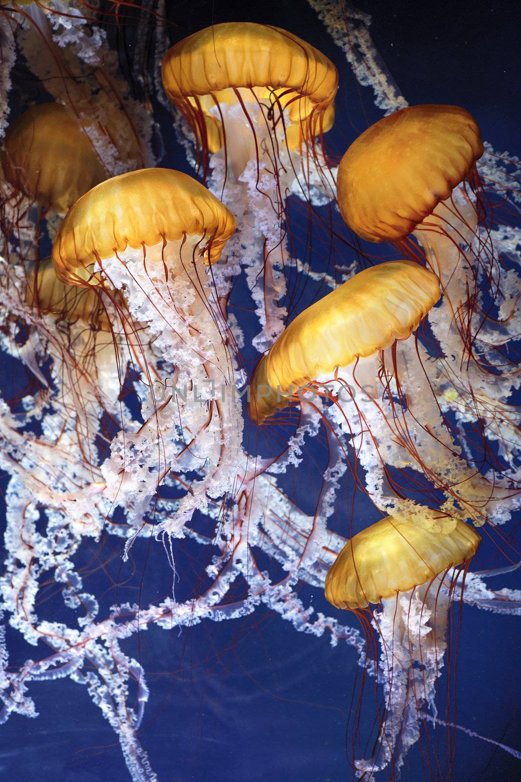 jellyfish with blue ocean water 