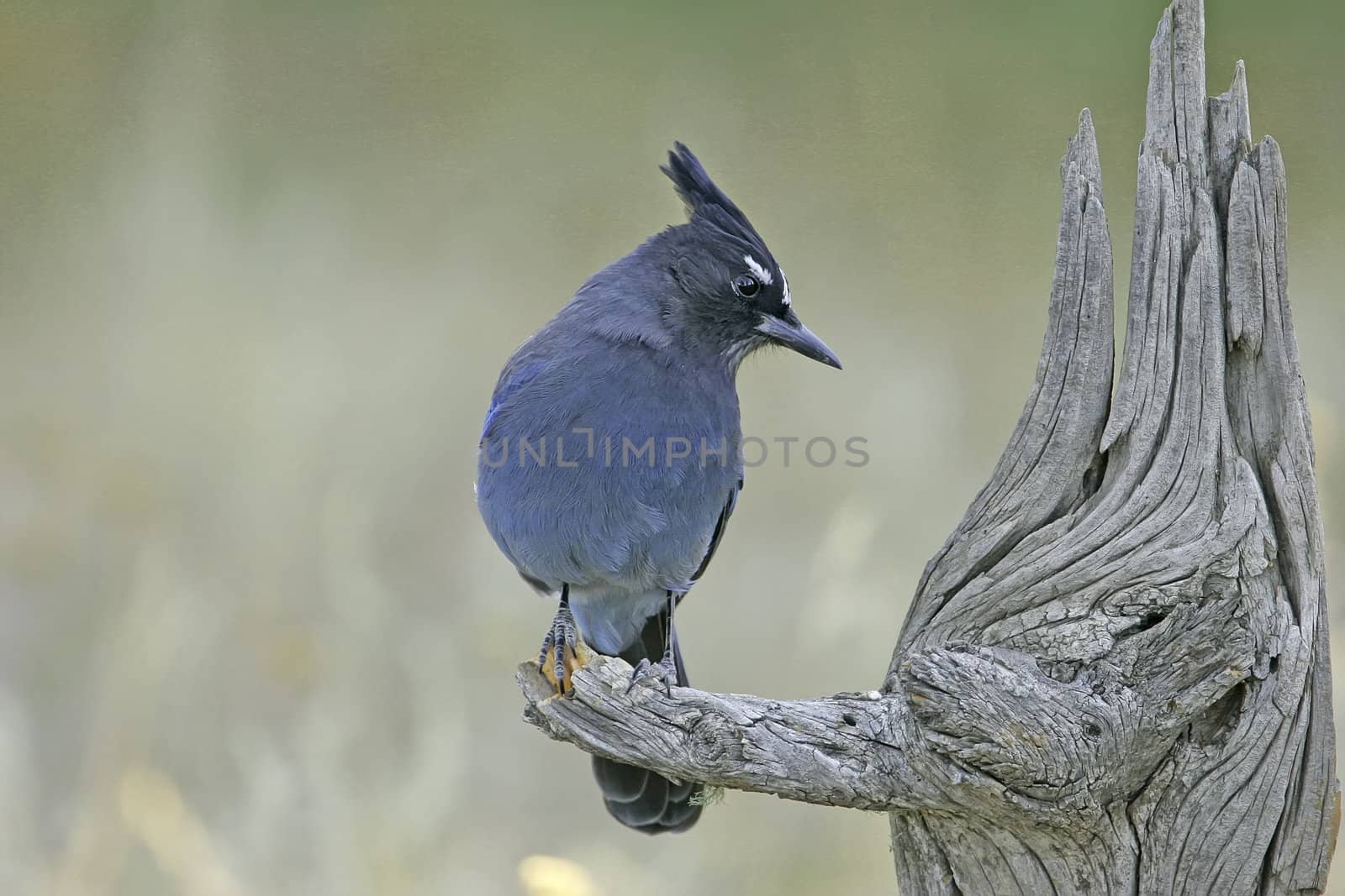 Steller's Jay (Cyanocitta stelleri) sitting on a tree