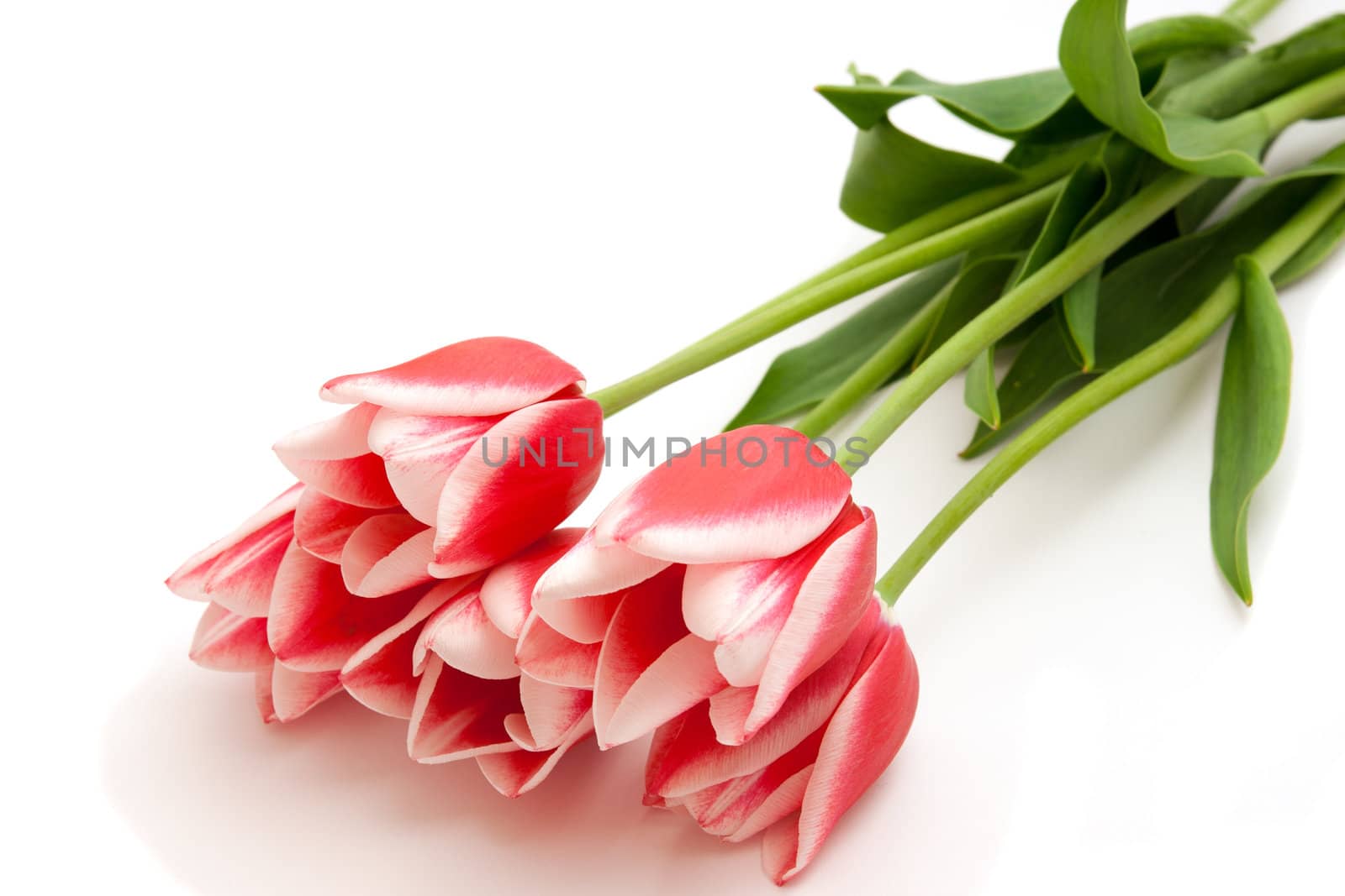 Tulips - lovely spring tulips on white background