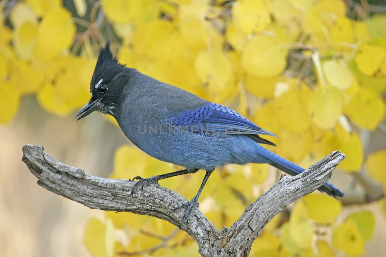 Steller's Jay (Cyanocitta stelleri) sitting on a tree