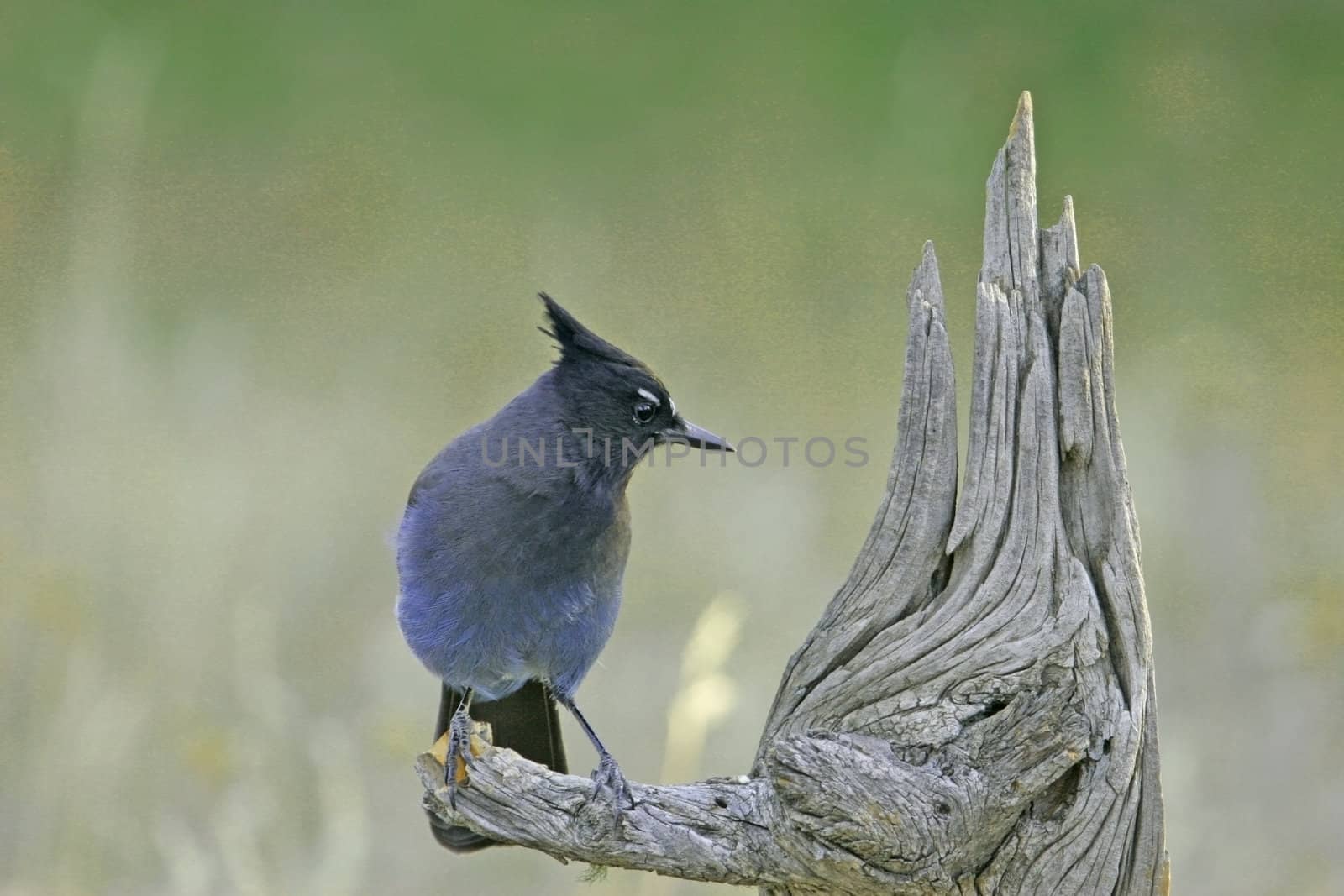 Steller's Jay (Cyanocitta stelleri) sitting on a tree