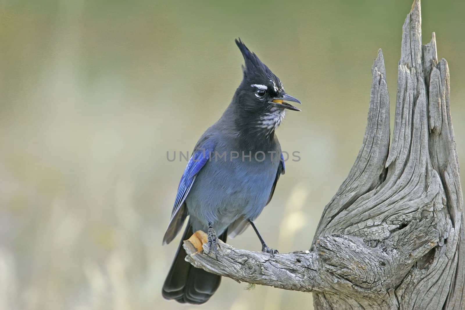 Steller's Jay (Cyanocitta stelleri) sitting on a tree