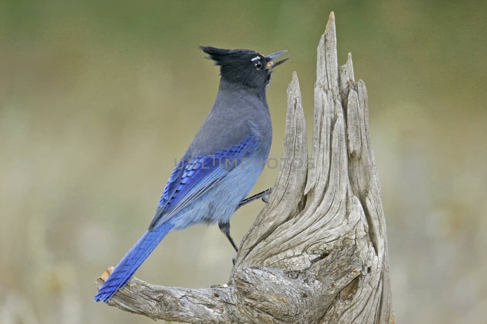 Steller's Jay (Cyanocitta stelleri) sitting on a tree by donya_nedomam