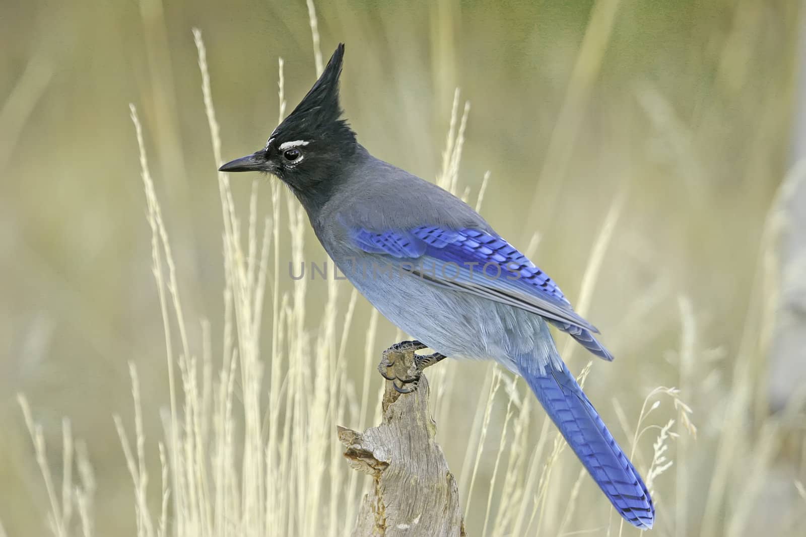 Steller's Jay (Cyanocitta stelleri) sitting on a tree by donya_nedomam