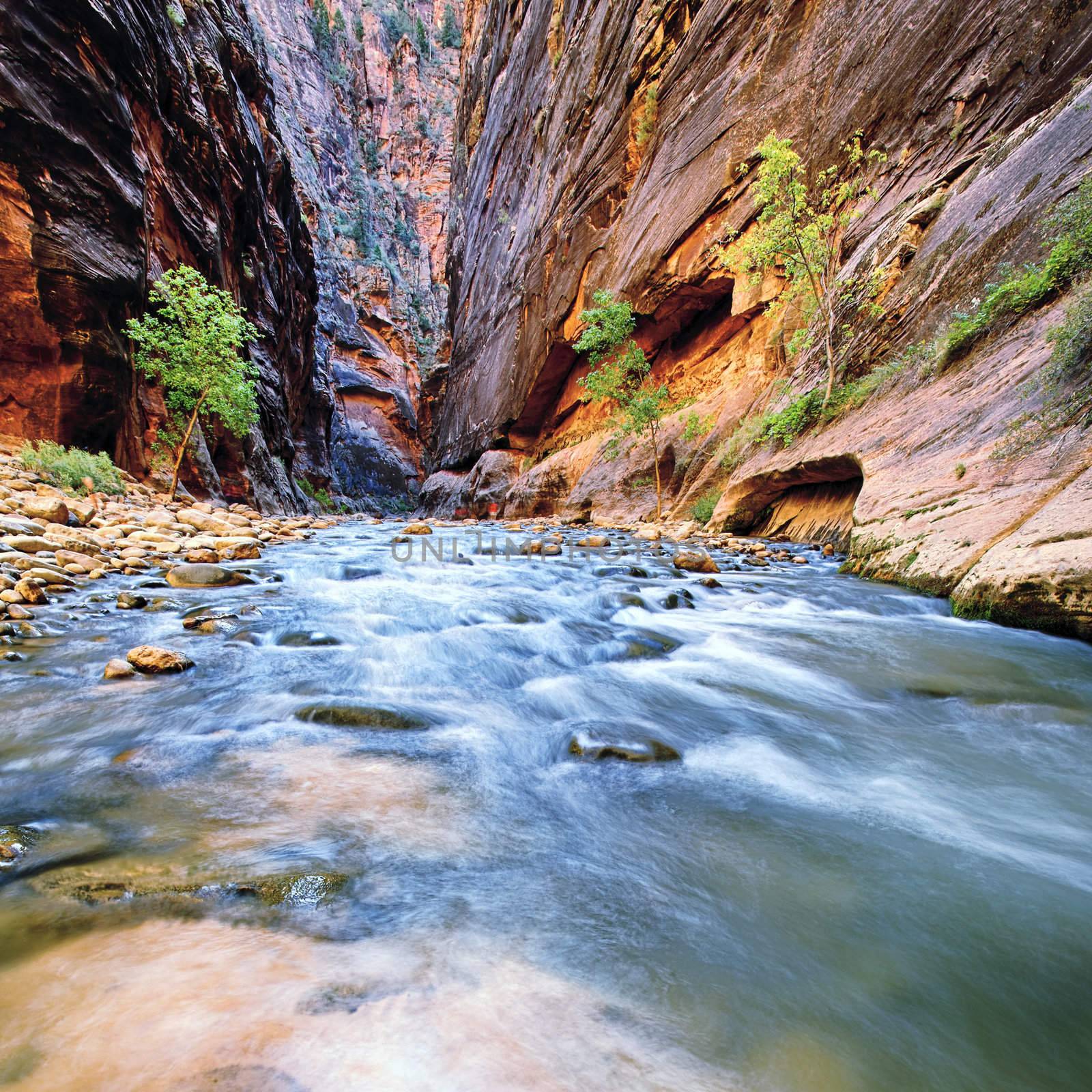 Shallow rapids of the Virgin River Narrows in Zion National Park - Utah 