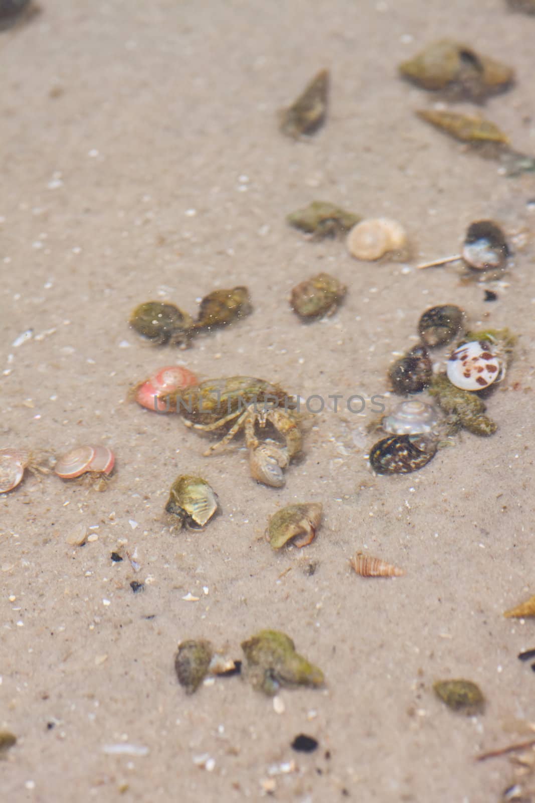 Hermit crab in its conch on the sand  by nikky1972
