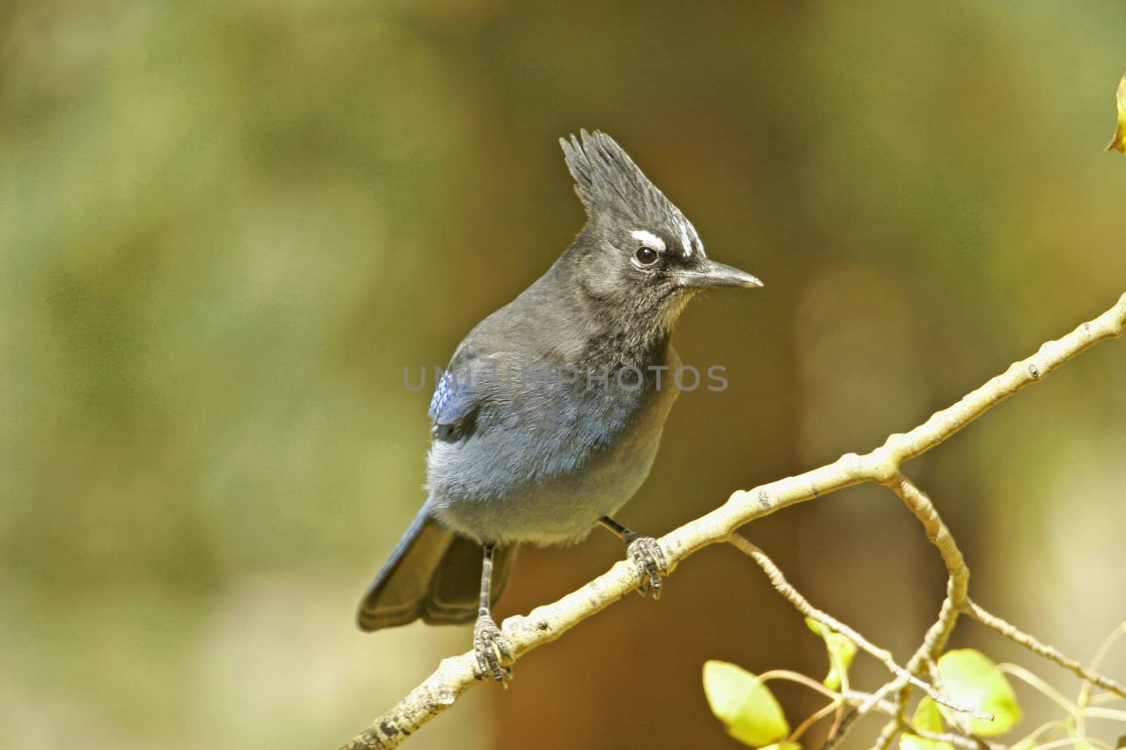 Steller's Jay (Cyanocitta stelleri) sitting on a tree