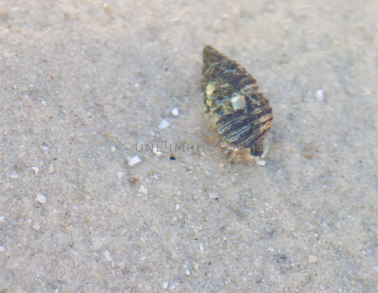 Hermit crab in its conch on the sand 