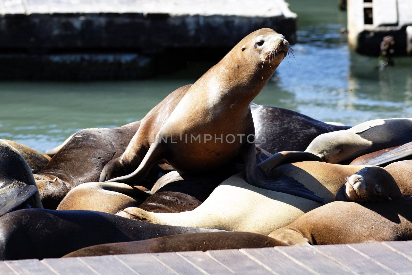 This is PIER 39 and the sea lions in San Francisco. 