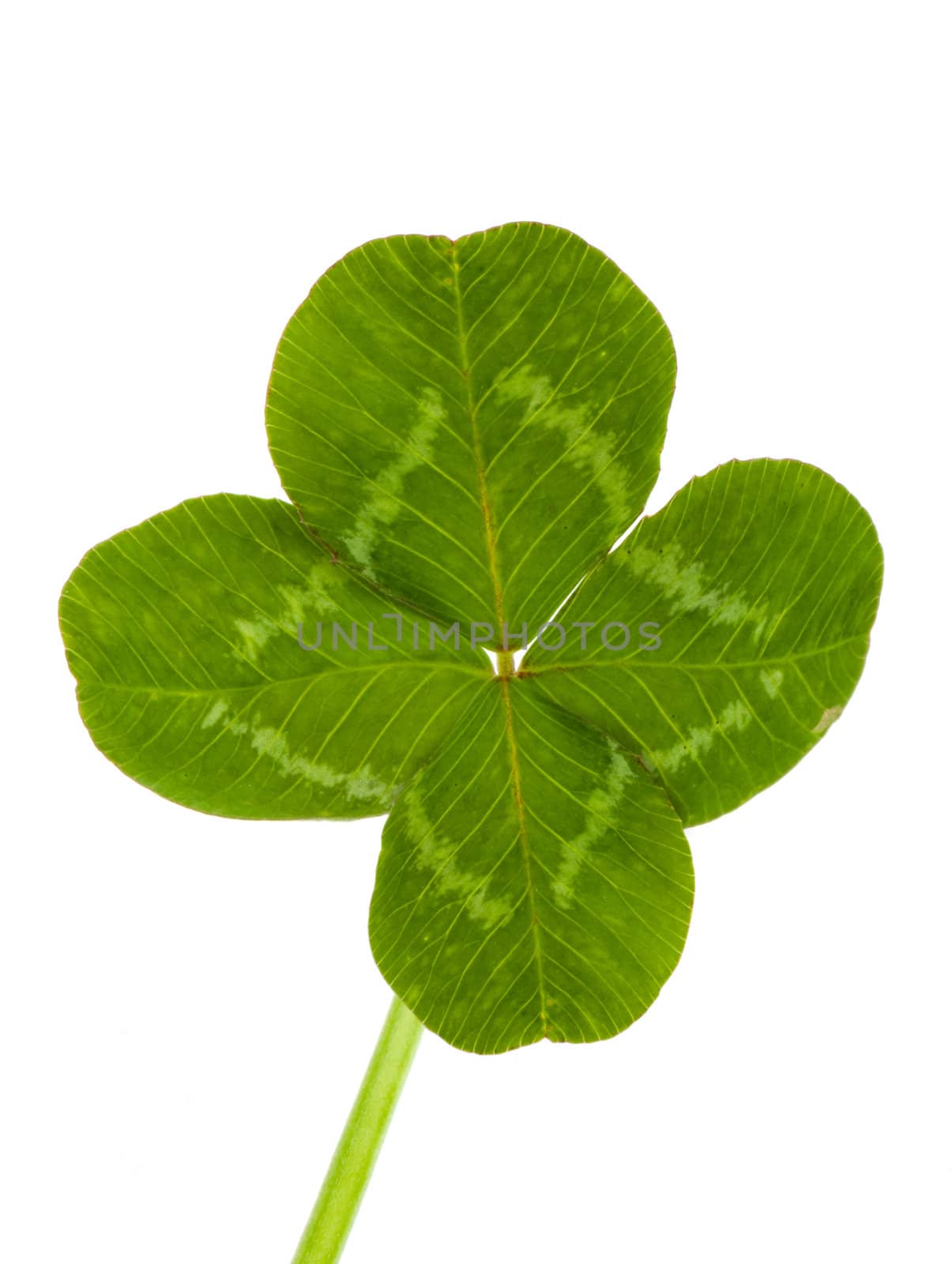 Green clover isolated on white