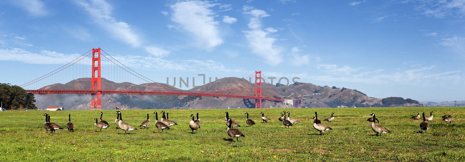 panoramic view of gooses and Golden Gate Bridge, San Francisco 