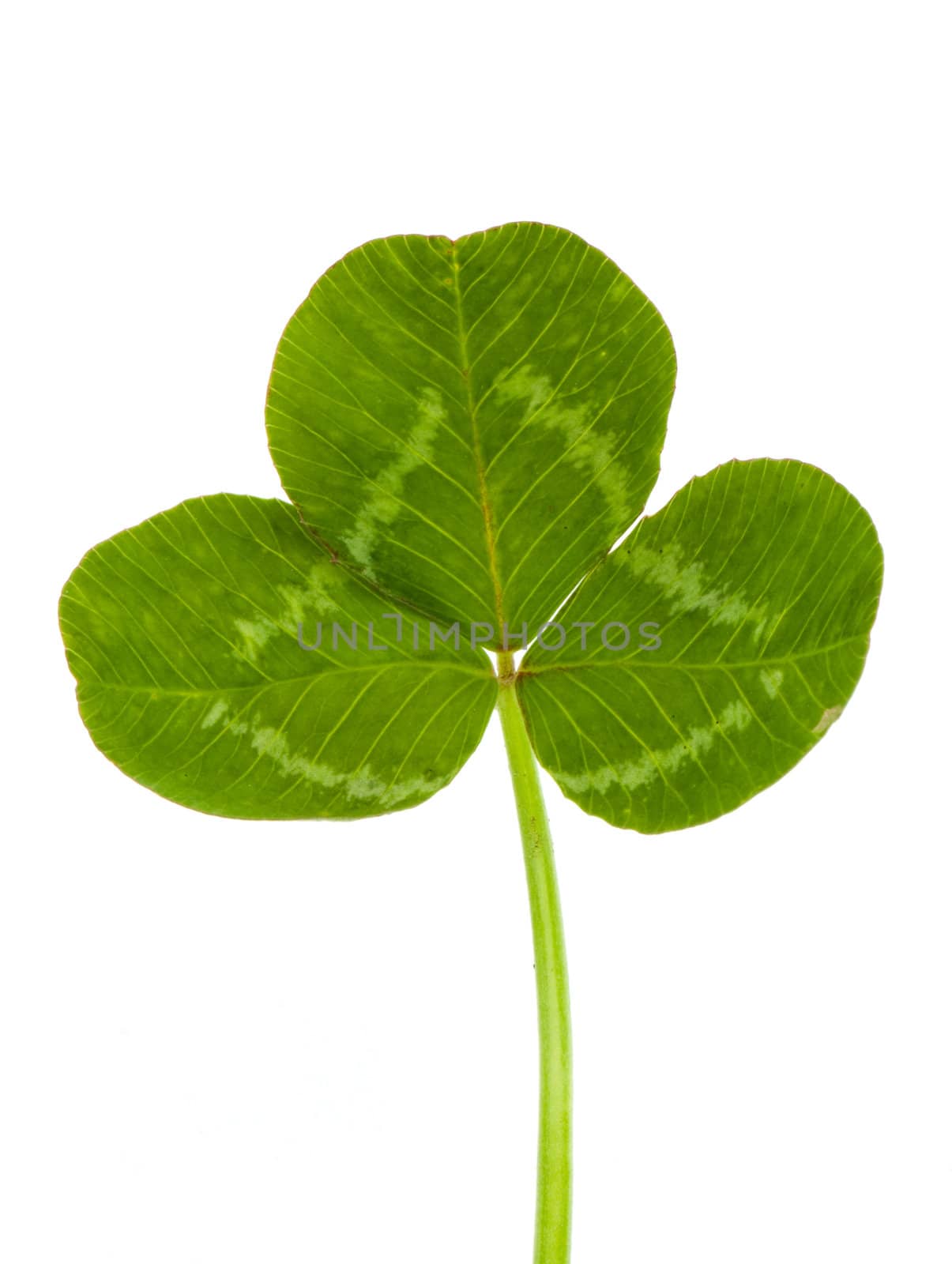 Green clover isolated on white