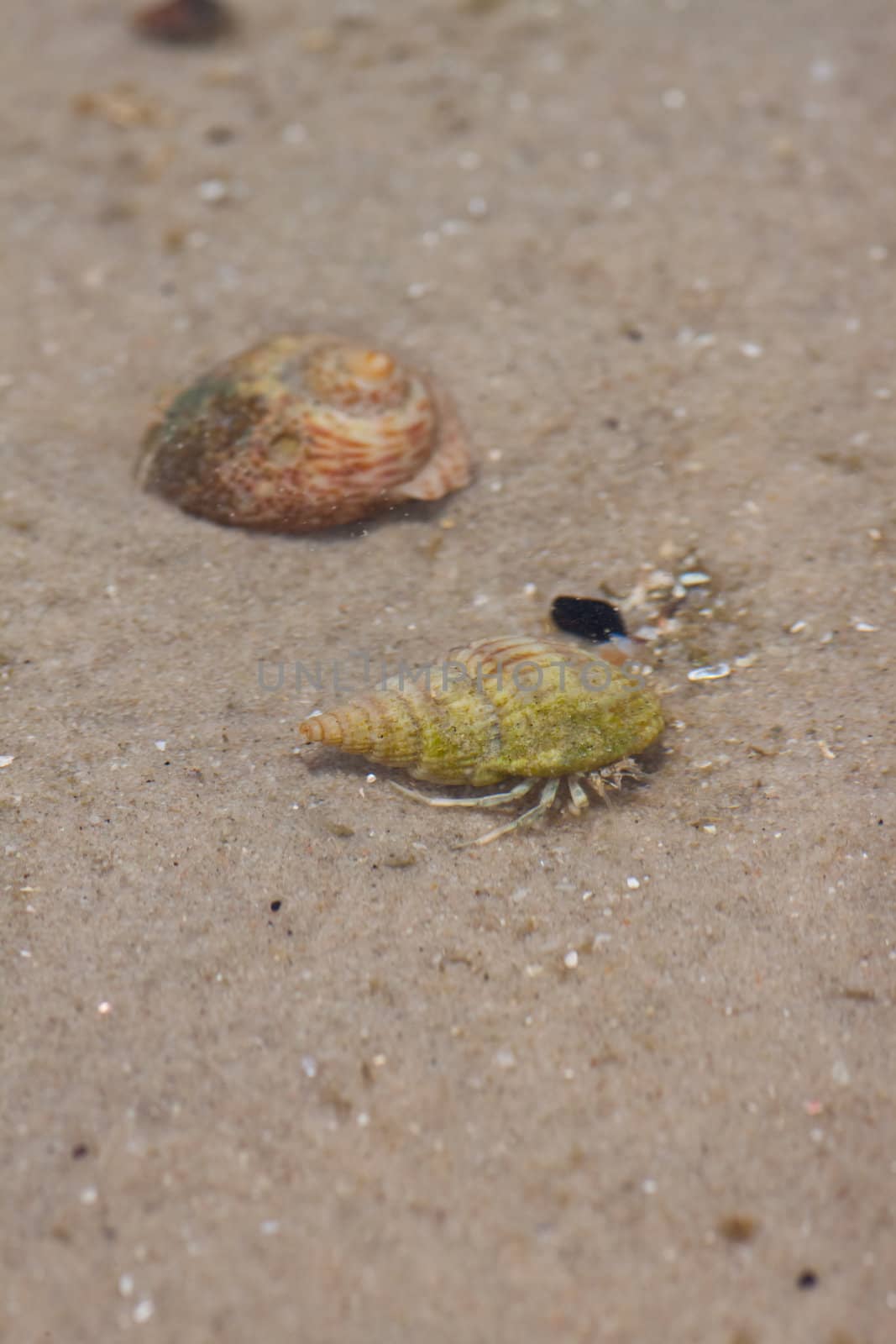 Hermit crab in its conch on the sand  by nikky1972