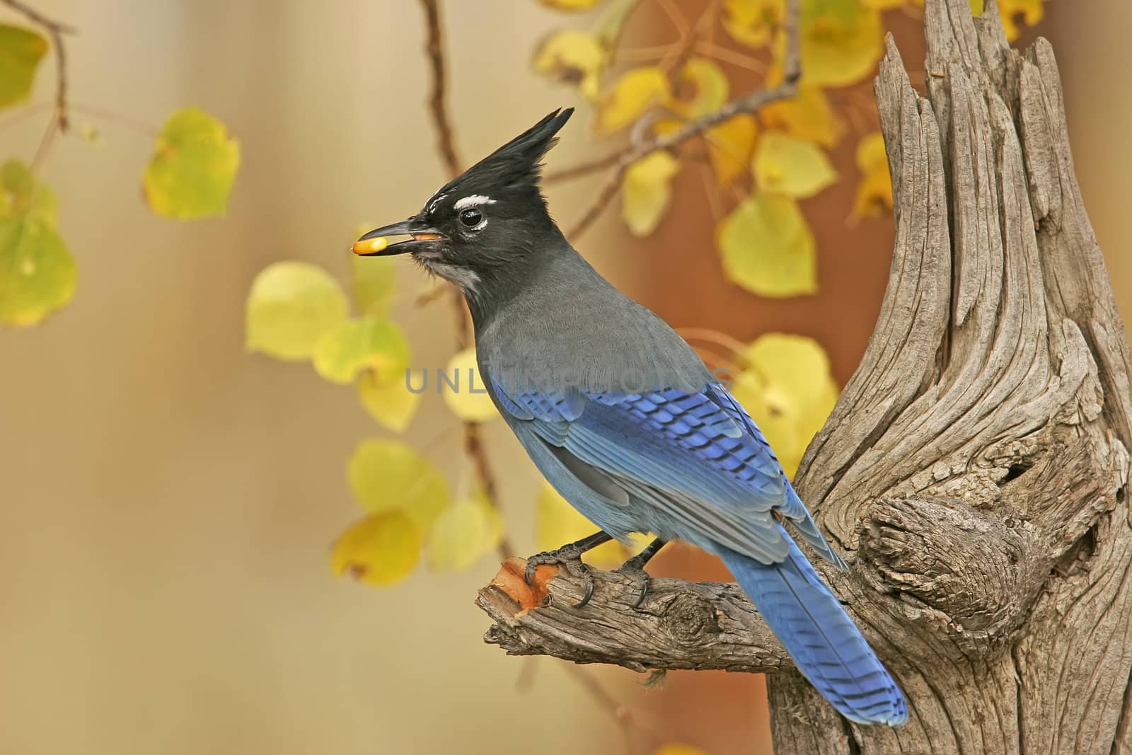 Steller's Jay (Cyanocitta stelleri) sitting on a tree