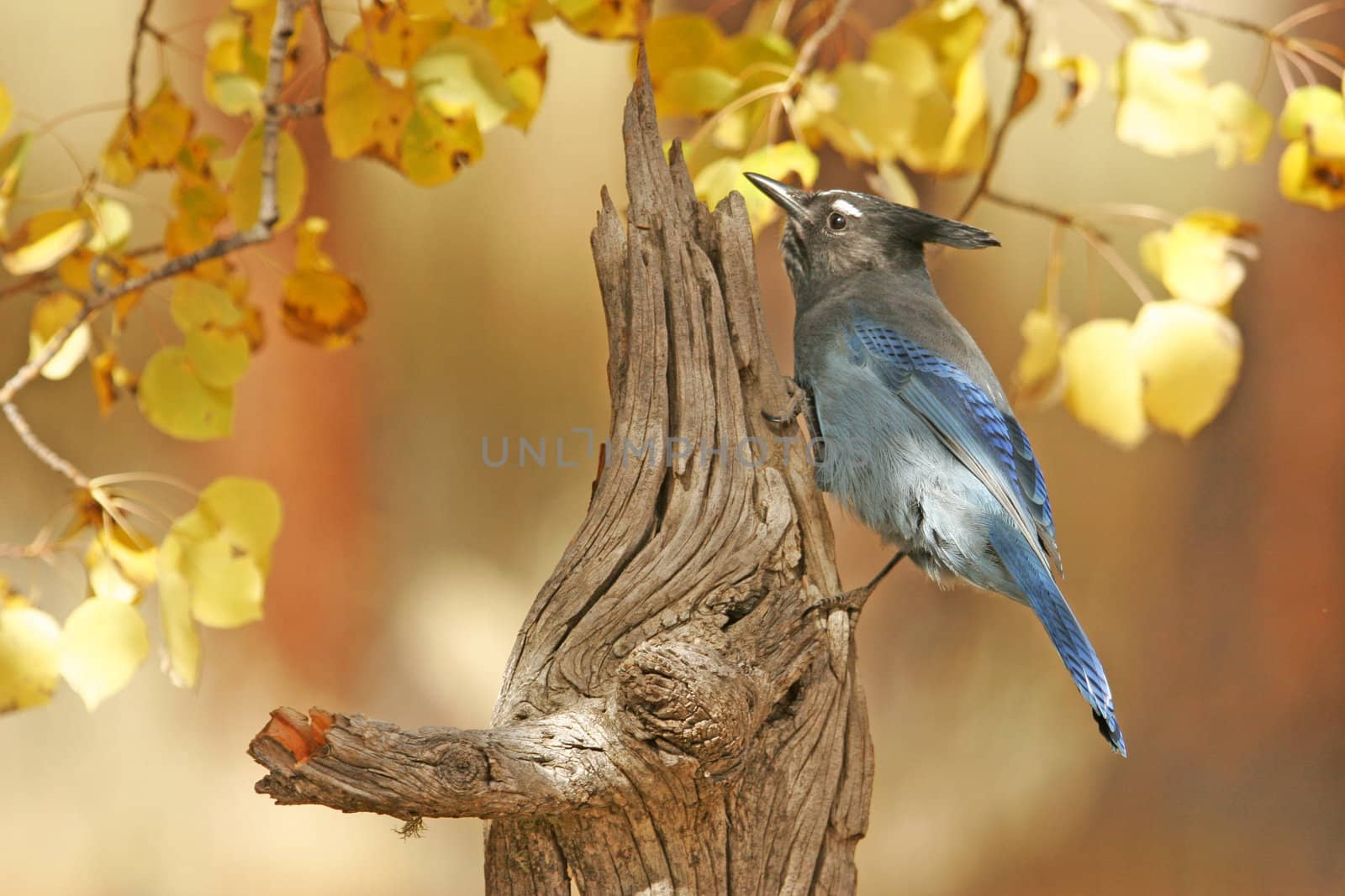 Steller's Jay (Cyanocitta stelleri) sitting on a tree