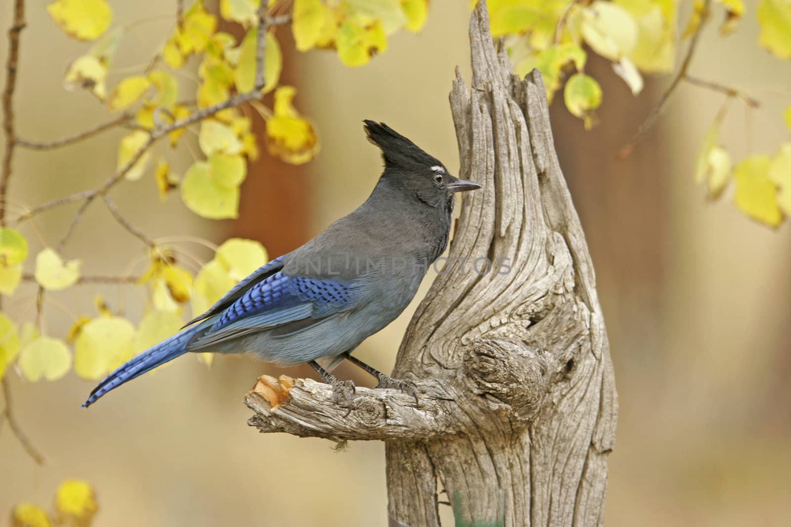 Steller's Jay (Cyanocitta stelleri) sitting on a tree