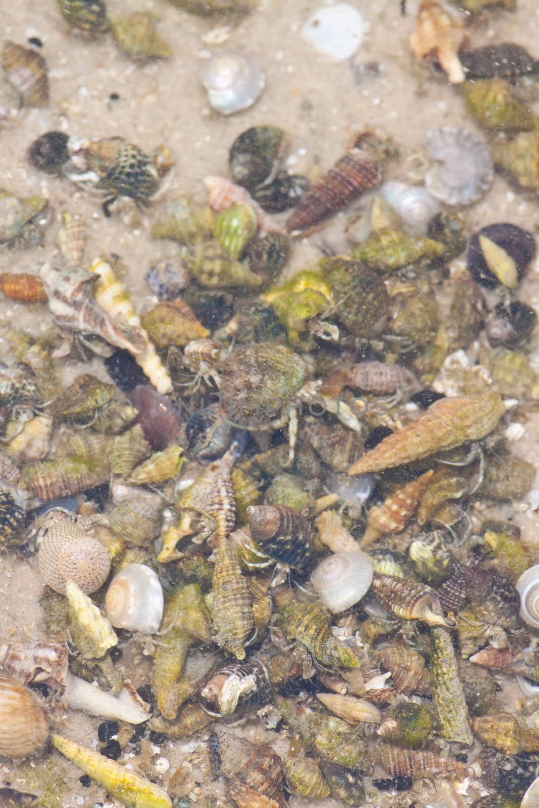 Hermit crab in its conch on the sand 