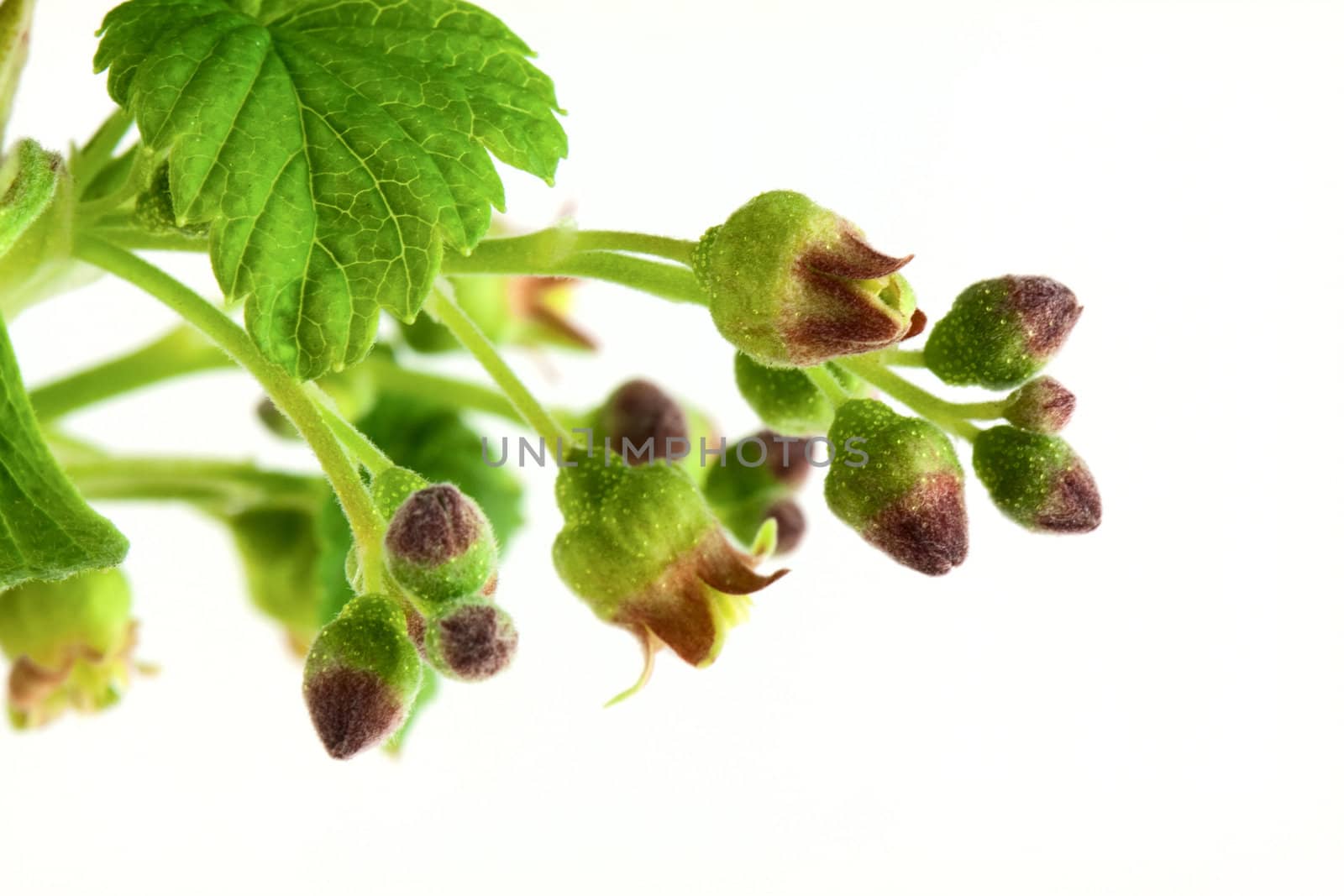 Currant branch isolated on white