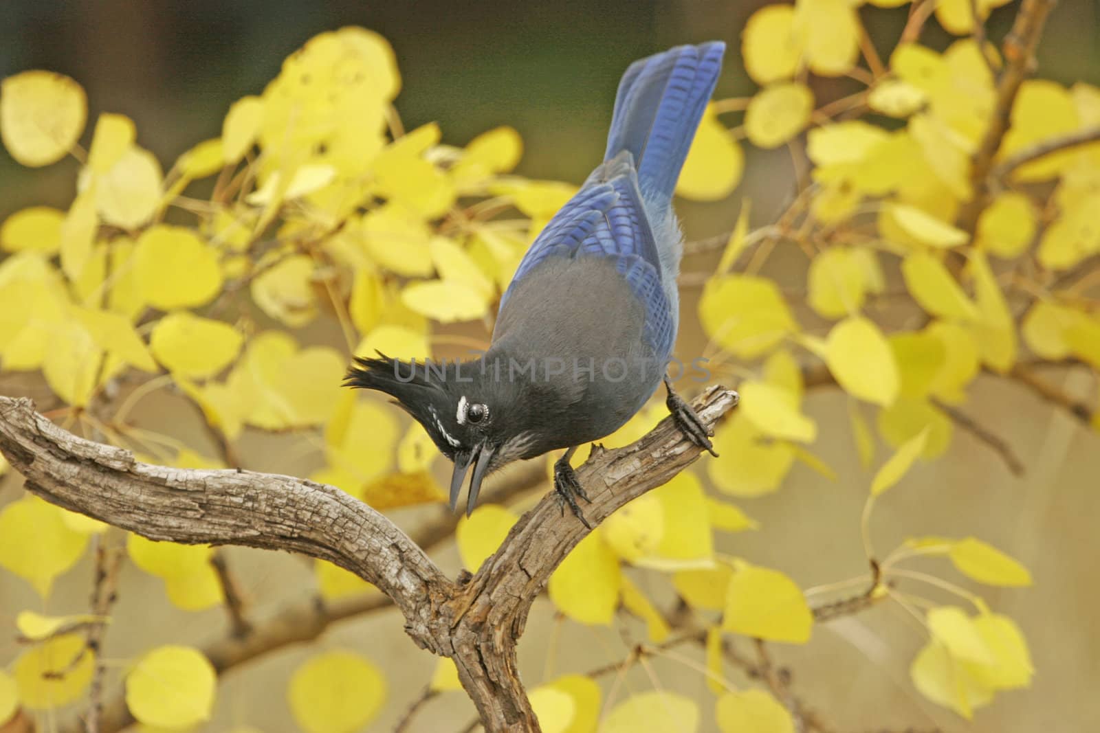 Steller's Jay (Cyanocitta stelleri) sitting on a tree