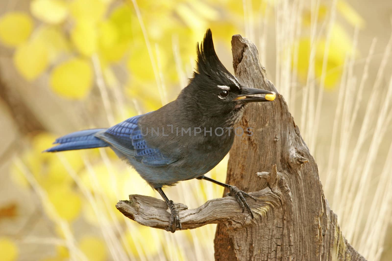 Steller's Jay (Cyanocitta stelleri) sitting on a tree